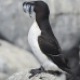 razorbill_msi_v_2762_can2149.jpg